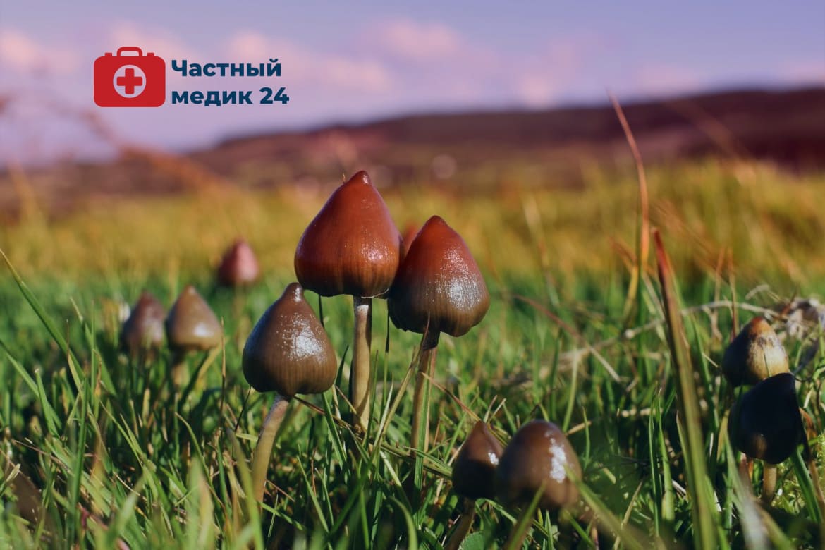 Препараты Псилоцибы
